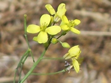 Crucifera in un fosso - Brassica sp.
